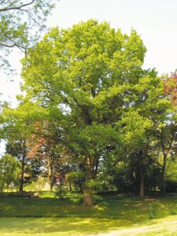 Stiel-Eiche Quercus robur