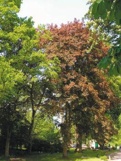 Spitz-Ahorn Acer platanoides