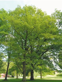 Rot-Eiche Quercus rubra