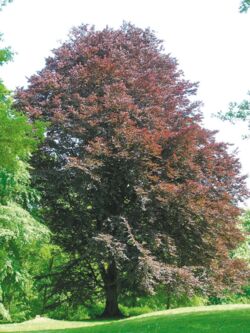 Blut-Buche Fagus sylvativa Purpurea