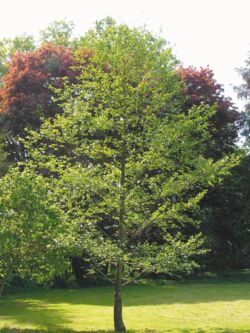 Schwarz-Erle Alnus glutinosa