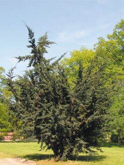 Wacholder Juniperus communis