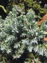 Wacholder Juniperus communis