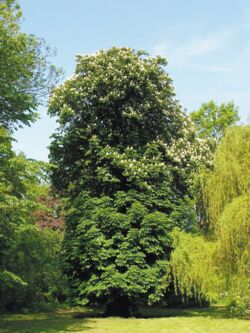 Weiße Rosskastanie Aesculus hippocastanum