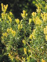 Eibe Taxus baccata