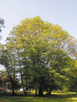 Esche Fraxinus excelsior