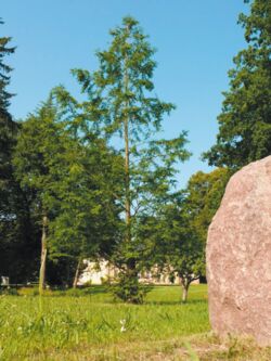 Chinesisches Rotholz Metasequoia glyptostroboides