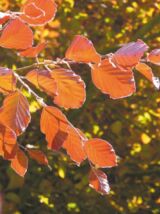 Blut-Buche Fagus sylvativa Purpurea