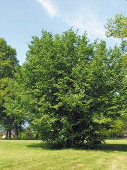 Haselstrauch Corylus avellana